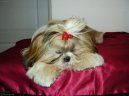 Photos: Shih tzu (Dog standard) (pictures, images)