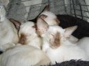 Photos: Siamese (cat) (pictures, images)