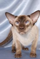 Photos: Siamese (cat) (pictures, images)