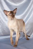 Photos: Siamese (cat) (pictures, images)
