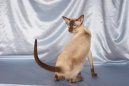 Photos: Siamese (cat) (pictures, images)