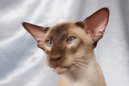 Photos: Siamese (cat) (pictures, images)