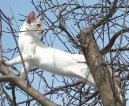 Photos: Siamese (cat) (pictures, images)