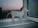Photos: Siamese (cat) (pictures, images)