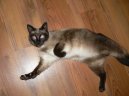 Cats: Category IV - Siamese & Oriental
