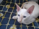 Photos: Siamese (cat) (pictures, images)