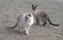 Photos: Siamese (cat) (pictures, images)