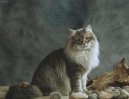 Photos: Siberian (cat) (pictures, images)