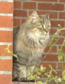 Photos: Siberian (cat) (pictures, images)