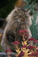 Photo: Siberian (cat)