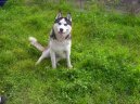 Photos: Siberian husky (Dog standard) (pictures, images)