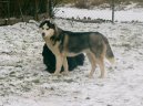 Photos: Siberian husky (Dog standard) (pictures, images)