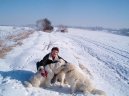 Photos: Slovakian chuvach (Dog standard) (pictures, images)