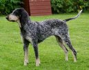 Photo: Small gascony blue (Dog standard)
