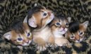 Photo: Somali (Cat)