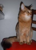 Photo: Somali (Cat)