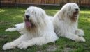 Photo: South russian shepherd dog (Dog standard)