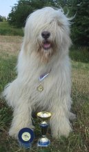 Photo: South russian shepherd dog (Dog standard)