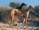 Photo: Spanish greyhound (Dog standard)