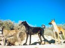 Photo: Spanish greyhound (Dog standard)