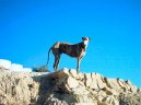 Photo: Spanish greyhound (Dog standard)