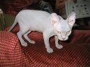 Photo: Sphynx (cat)