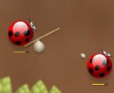 Photo: Spider bugs