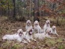 Photo: Spinone (Dog standard)