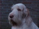 Photo: Spinone (Dog standard)