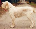 Photo: Spinone (Dog standard)