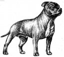 Photo: Staffordshire bull terrier (Dog standard)