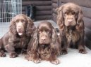 Photo: Sussex spaniel (Dog standard)