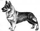 Photo: Swedish vallhund (Dog standard)