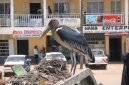 Photos: Tanzania (pictures, images)