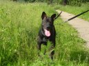 Photos: Thai ridgeback dog (Dog standard) (pictures, images)