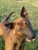 Photos: Thai ridgeback dog (Dog standard) (pictures, images)