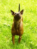 Photo: Thai ridgeback dog (Dog standard)