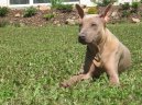 Photo: Thai ridgeback dog (Dog standard)