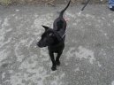Photos: Thai ridgeback dog (Dog standard) (pictures, images)