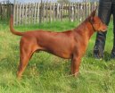 Photos: Thai ridgeback dog (Dog standard) (pictures, images)