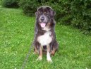 Photos: Tibetan Mastiff (Dog standard) (pictures, images)