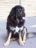 Photos: Tibetan Mastiff (Dog standard) (pictures, images)