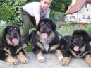 Photos: Tibetan Mastiff (Dog standard) (pictures, images)