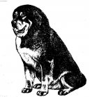 Photos: Tibetan Mastiff (Dog standard) (pictures, images)