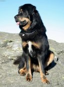 Photos: Tibetan Mastiff (Dog standard) (pictures, images)