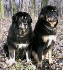 Photos: Tibetan Mastiff (Dog standard) (pictures, images)