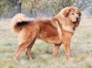 Photos: Tibetan Mastiff (Dog standard) (pictures, images)