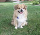 Photo: Tibetan spaniel (Dog standard)