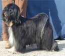 Photos: Tibetan terrier (Dog standard) (pictures, images)