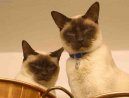 Photo: Tonkinese (Cat)